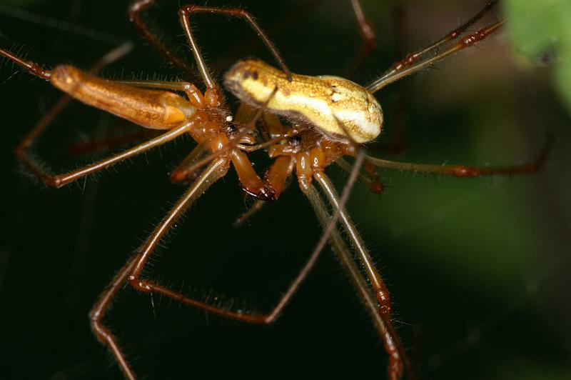 Tetragnatha_montana_D4988_Z_90_Les Gris_Frankrijk.jpg